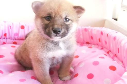 成約済の大阪府の柴犬-2175の1枚目